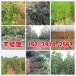2023滄州市滄縣哪里有賣巴旦木樹苗——多少錢一棵#發貨