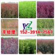 2023忻州市原平市哪里有賣1公分巴旦木苗——多少錢一棵#發貨