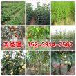 河北巴旦木苗批發價格——涿州2公分扁桃樹苗基地