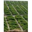 **宜賓園林綠化種植土壤標準——價格##股份有限公司