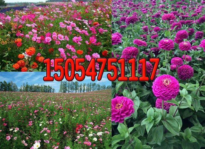 海阳花海设计2022新行情/咨询股份有限公司