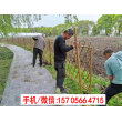 2023歡迎##汾西縣仿竹籬笆|泉州市永春縣竹籬笆竹籬笆柵欄