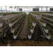 供应宜昌大棚立体草莓种植槽无土栽培设施