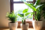 创造植物的绿意：打造与自然完美融合的绿色卧室