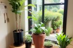 打造丰盈立体的室内环境：尺寸多样的家庭绿植的创新应用