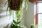 绿植装饰：展现个性品味的家居秘籍