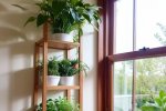 呼吸健康的空气：五种能净化家庭空气的绿植