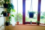 探索卧室绿植：自然空气清新剂的力量