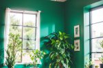 家庭绿植：降低空调能耗的绿色解决方案