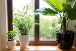 绿化你的卧室：拥抱自然，打造清新空气的九种常见绿植