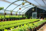 米查尔种植系统技术：加强农业可持续发展的一种应用手段