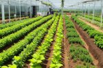 革命性的种植技术：支架种植改变农业产业链的未来