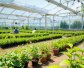 新型介质种植技术：让农业更高效、环保和可持续
