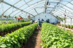 無人機革新農業：應用于種植技術的未來
