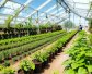 豌豆種植技術：從選種到收獲的全過程